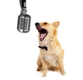 Spitz dog on white background Royalty Free Stock Photo