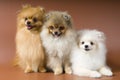Spitz-dogs in studio Royalty Free Stock Photo
