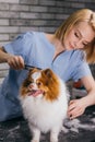 Spitz at hair cutting procedure, grooming Royalty Free Stock Photo