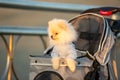 Spitz Pomeranian puppy in a pram strolling on the beach Royalty Free Stock Photo