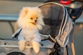 Spitz Pomeranian puppy in a pram strolling on the beach Royalty Free Stock Photo