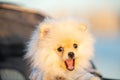 Spitz Pomeranian puppy in a pram strolling on the beach Royalty Free Stock Photo