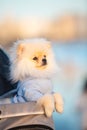 Spitz Pomeranian puppy in a pram strolling on the beach Royalty Free Stock Photo