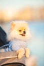 Spitz Pomeranian puppy in a pram strolling on the beach Royalty Free Stock Photo