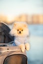 Spitz Pomeranian puppy in a pram strolling on the beach Royalty Free Stock Photo