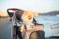 Spitz Pomeranian puppy in a pram strolling on the beach Royalty Free Stock Photo