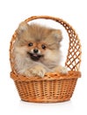 Spitz puppy in basket on white background Royalty Free Stock Photo