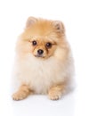 Spitz puppy lying in front. Royalty Free Stock Photo