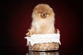 Spitz puppy posing in basket Royalty Free Stock Photo