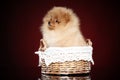 Spitz puppy posing in basket Royalty Free Stock Photo