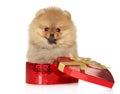 Spitz puppy sits in red heart-shaped gift box Royalty Free Stock Photo