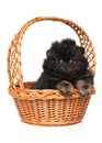Spitz puppy sits in wicker basket Royalty Free Stock Photo