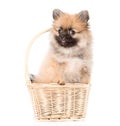 Spitz puppy sitting in basket. isolated on white background Royalty Free Stock Photo