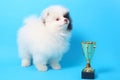 Spitz puppy winner Royalty Free Stock Photo