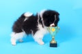 Spitz puppy winner Royalty Free Stock Photo