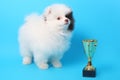 Spitz puppy winner Royalty Free Stock Photo