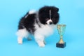 Spitz puppy winner Royalty Free Stock Photo