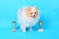 Spitz puppy winner Royalty Free Stock Photo