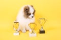 Spitz puppy winner Royalty Free Stock Photo