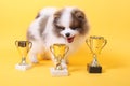 Spitz puppy winner Royalty Free Stock Photo