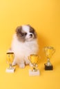 Spitz puppy winner Royalty Free Stock Photo