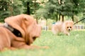 Spitz and sharpei on a walk in the park. Dating and friendship of dogs