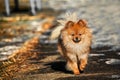 Spitz was walking on the ice street in sunny day with bright light Royalty Free Stock Photo