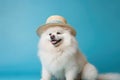 Spitz wearing a straw hat on a blue background