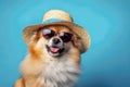 Spitz wearing sunglasses and a straw hat on a blue background. Summer vacation concept