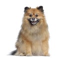 Spitz, 3 years old, sitting and panting, isolated Royalty Free Stock Photo