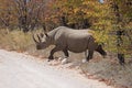 Black rhinoceros in the Etosha National Park Royalty Free Stock Photo