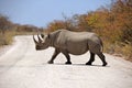 Black rhinoceros in the Etosha National Park Royalty Free Stock Photo