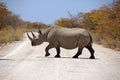 Black rhinoceros in the Etosha National Park Royalty Free Stock Photo
