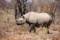 Black rhinoceros Royalty Free Stock Photo