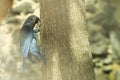 Spix macaw Royalty Free Stock Photo