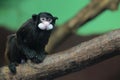 Spix moustached tamarin