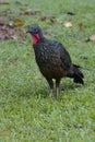 Spix s Guan, Peru