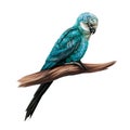 Spix`s macaw Cyanopsitta spixii Royalty Free Stock Photo