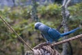 The Spix`s macaw Royalty Free Stock Photo