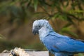 The Spix`s macaw