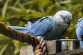 The Spix`s macaw