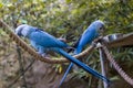 The Spix`s macaw Royalty Free Stock Photo