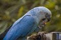 The Spix`s macaw Royalty Free Stock Photo