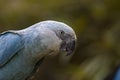 The Spix`s macaw