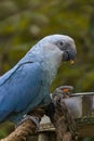 The Spix`s macaw