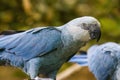 The Spix`s macaw Royalty Free Stock Photo