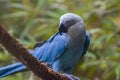 The Spix`s macaw Royalty Free Stock Photo