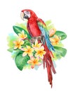 Red-and-green winged macaw. Parrot Birds sitting in Frangipani Royalty Free Stock Photo
