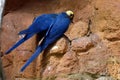 Spix`s macaw