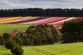 A splash of agricultural colour at Table Cape tulip farm